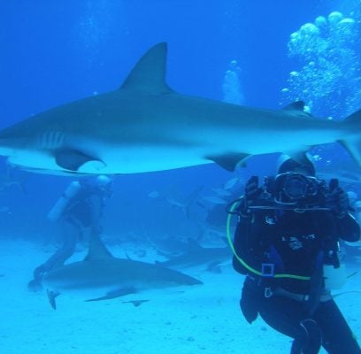 dive-1655740_1280