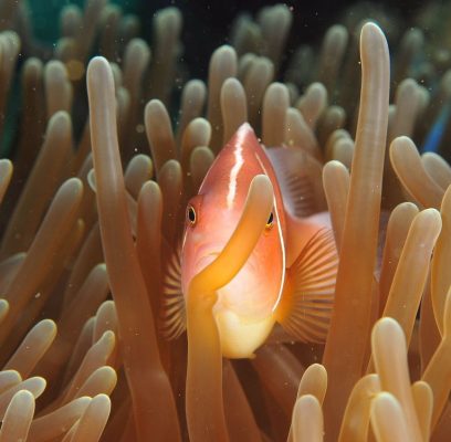 fish-2160637_1280